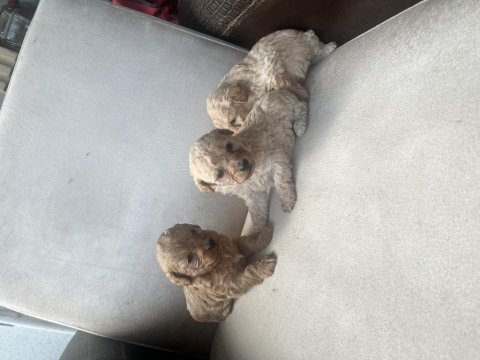 Sıfır boy maltipoo ve poddle bebekler