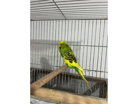 Jumbo muhabbet kuşu