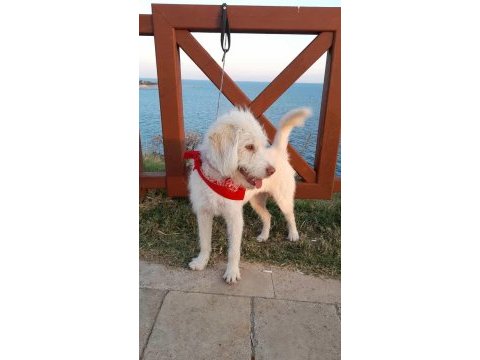 3 numara terrier ücretsiz sahiplendirme