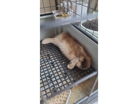 Lop tavşan cins