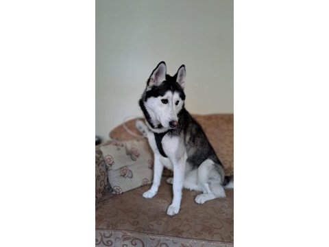 Sibirya kurdu köpeğimiz