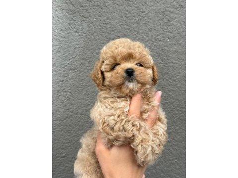 Sağlık ve ırk garantili kore maltipoo