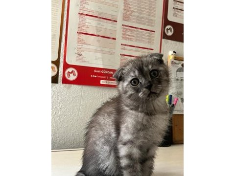 Scottish fold kedimiz için ulaşın