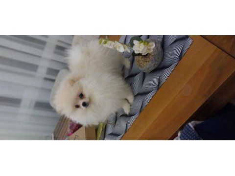 Pomeranian erkek yavru