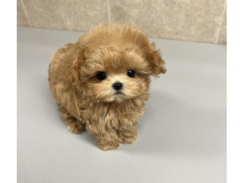 Üst kalite eğitimli maltipoo yavrularımız
