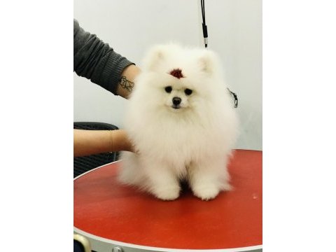 Bulgaristan dan gelme pomeranian ırkının en iyisi
