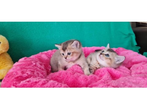 Golden british shorthair yavrularımız hazır