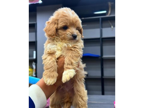 Bebek yüzlü sevimli maltipoo yavrularımız