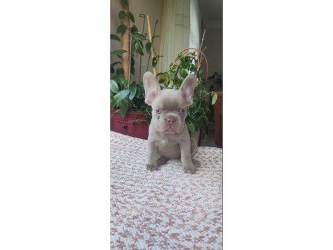 Egzotik yavru köpekler