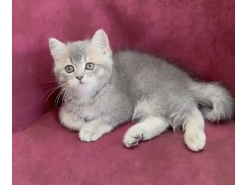 Dev adayı british shorthair erkek