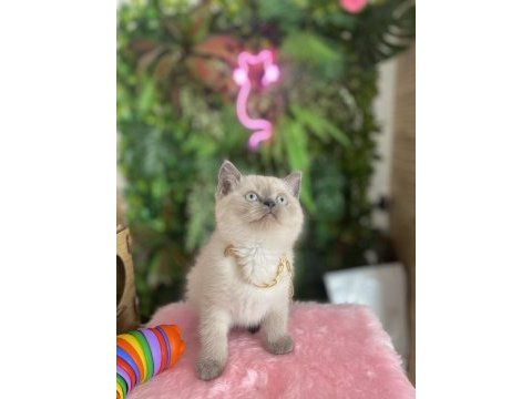 Prensesler sağlık ve ırk garantili british shorthair