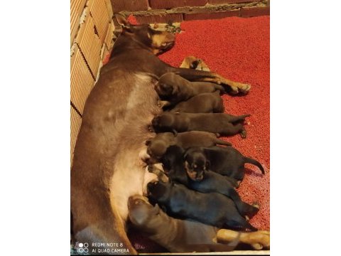 Orjinal king doberman yavrular