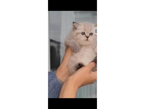 British shorthair kedisi