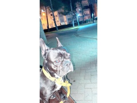 Oğlumu sahiplendiriyorum french bulldog