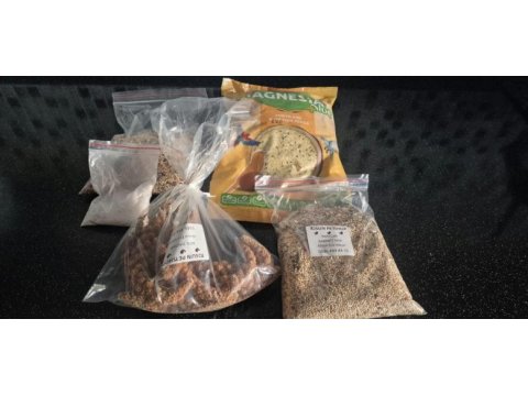 Sultan papağanı sahiplendirme (4 aylık)