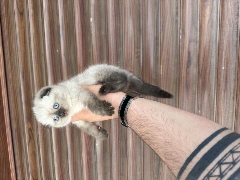 Sağlıklı wc eğitimli kedimiz