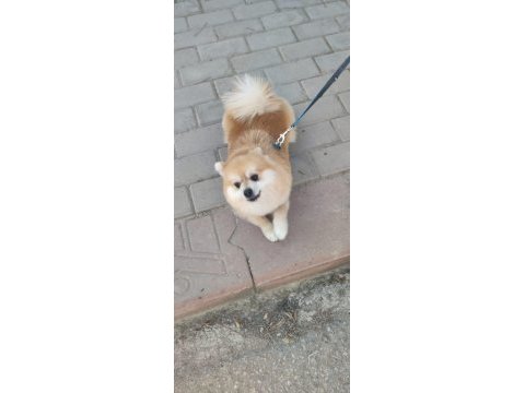 Pomeranian köpeğimize çiftleştirmek için dişi arıyoruz