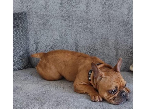 Acil satılık french bulldog
