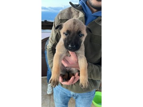 Belçika kurdu yavrular ırk sağlık garantili