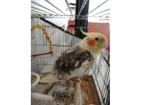 Konuşkan sultan papağanı