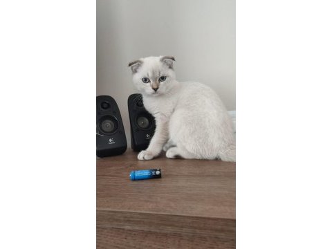 Scottish fold blu point erkek yavrular