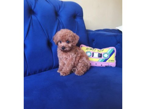 Toy poodle erkek güzeli