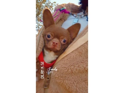 Şivava yavru köpek