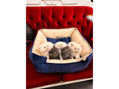 British shorthair ve scottish fold yavrularımız