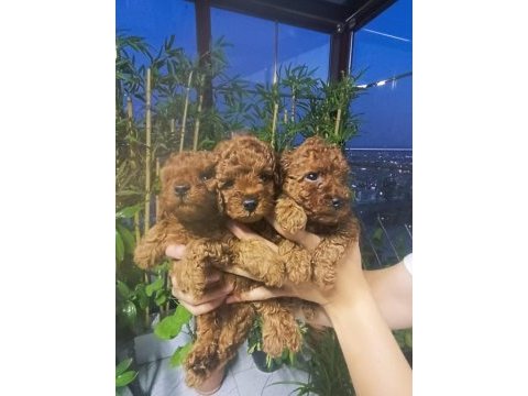 Kore poodle yavrular