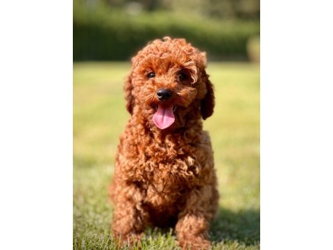 Toy poodle yavrularımız üst kalite