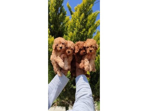 Teslime hazır toy poodle yavrular
