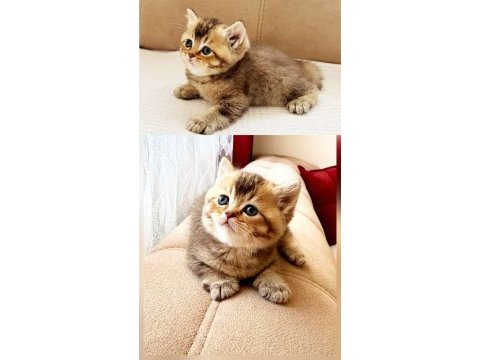 British shorthair golden