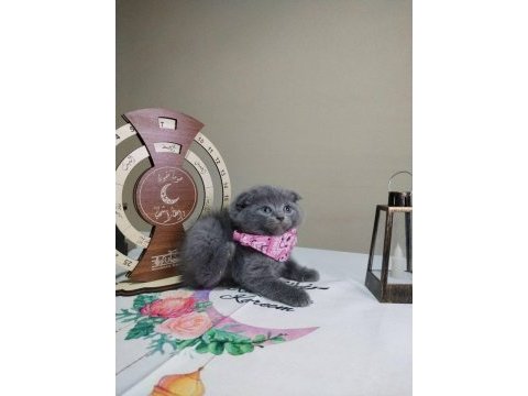Dişi erkek british shorthair mevcuttur