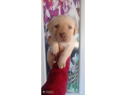 Labrador köpeği yavrularımız