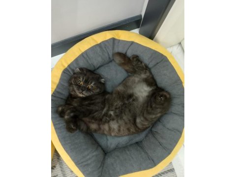 2 yaşında dişi scottish fold kızımıza yuva arıyoruz