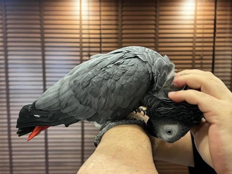 Sağlıklı full evcil jako papağanı