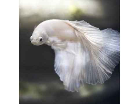 Betta balığı