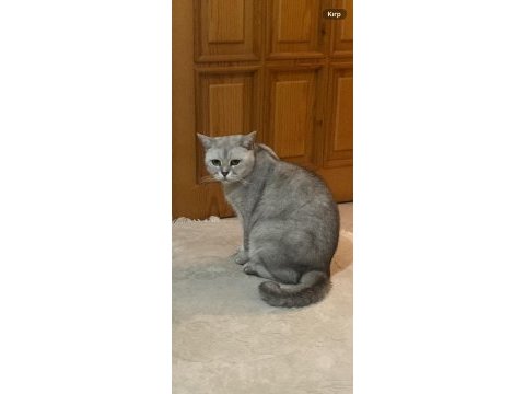 British shorthair kısır ve çok uysal