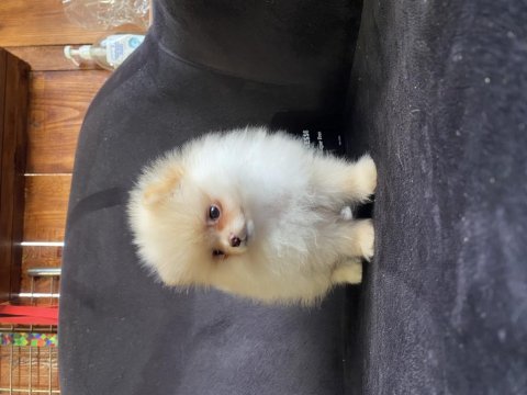 En zarif haliyle pomeranian boo bebekler