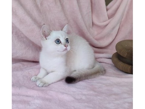 Safkan british shorthair