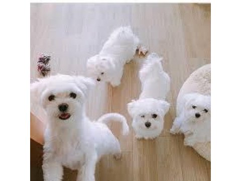 Maltese terrier xs sıfır no evümüzin minük neşeleri