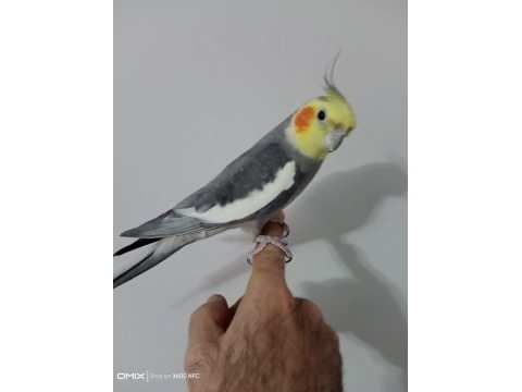 Konuşan evcil erkek sultan papağanı