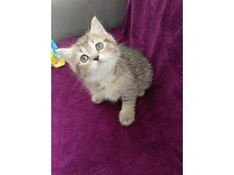 British shorthair