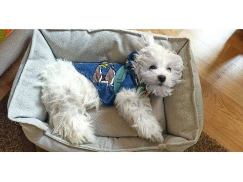 Son derece kaliteli bir yavru köpeğimiz