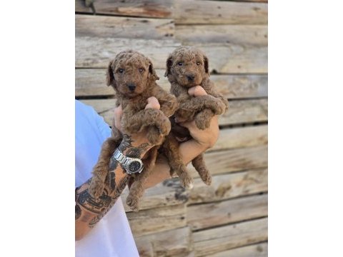 Labradoodle yavruları