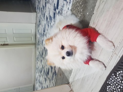 Pomeranian boo 1 yaşında