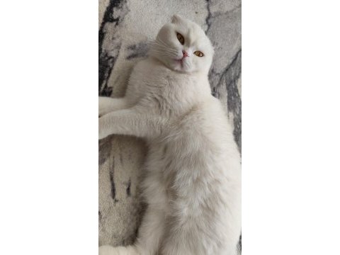 Sakin scottish fold prens