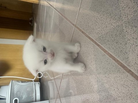 2.5 aylık erkek british shorthair yavrular acil