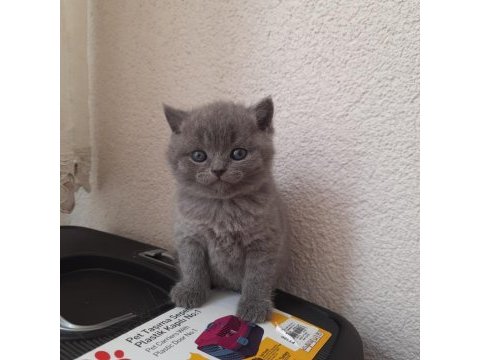 2 aylık british shorthair yavrular