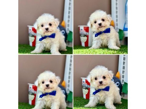 Pamuk gibi teacup maltese bebekler